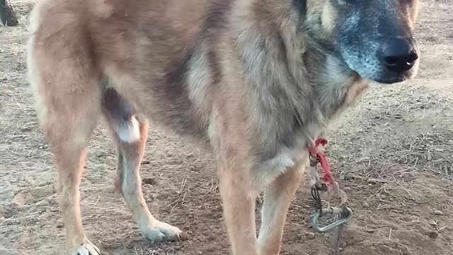 Micho the dog wants to be freed from shackles