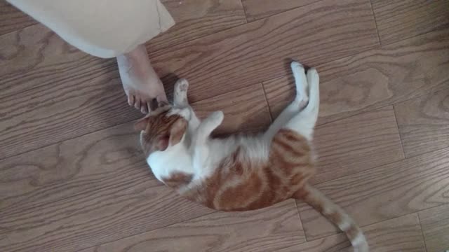Crazy kitty and feet