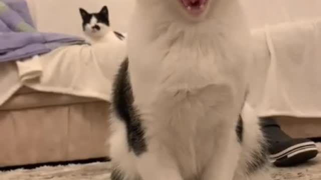 Cute and funny cat video