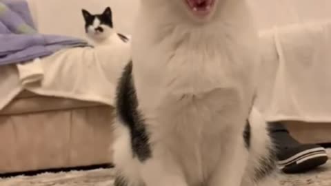 Cute and funny cat video