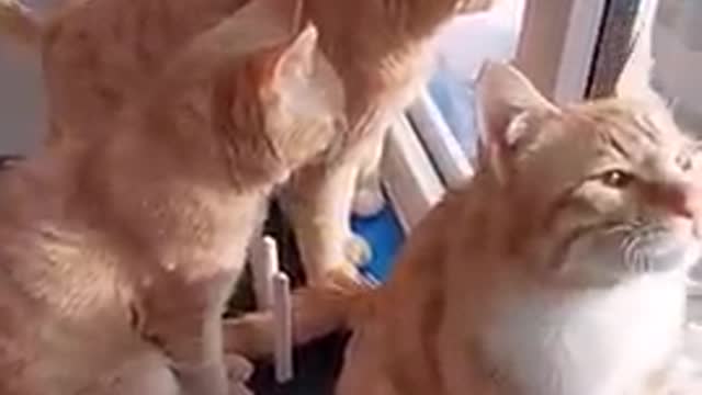 Cats - Baby cats - funny and fluffy (24) / Gatos - Filhotes - engraçados e fofos (24) #shorts