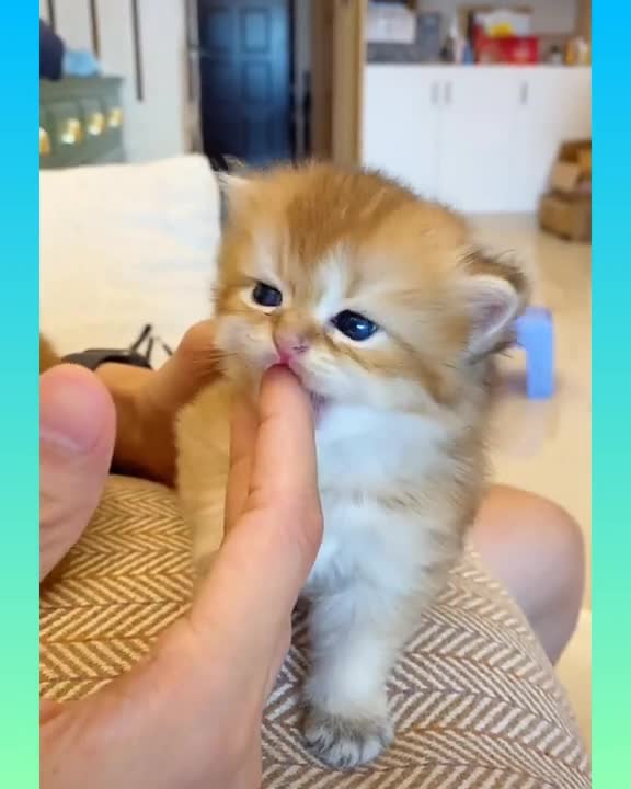 09 cats and funny cat what's app status video 😃