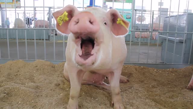 pig on livestock farm pig farming