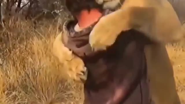 How is cute lion loving his master