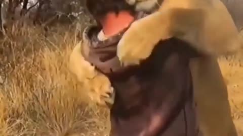 How is cute lion loving his master