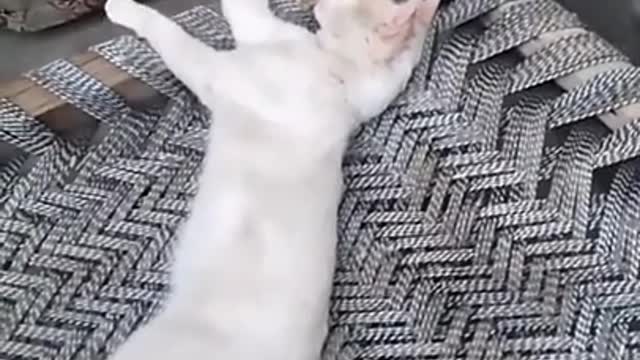 So Cute Cat..Sleeping Style