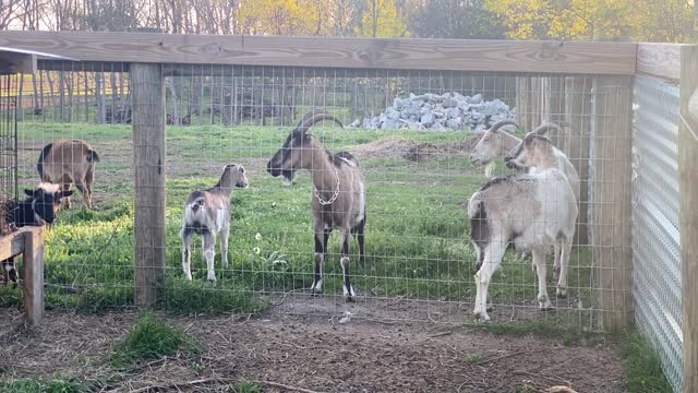 Talking to GOATS at Dinner Time 05.2022