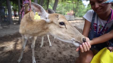 Little girl and her mother feeding deer in the park