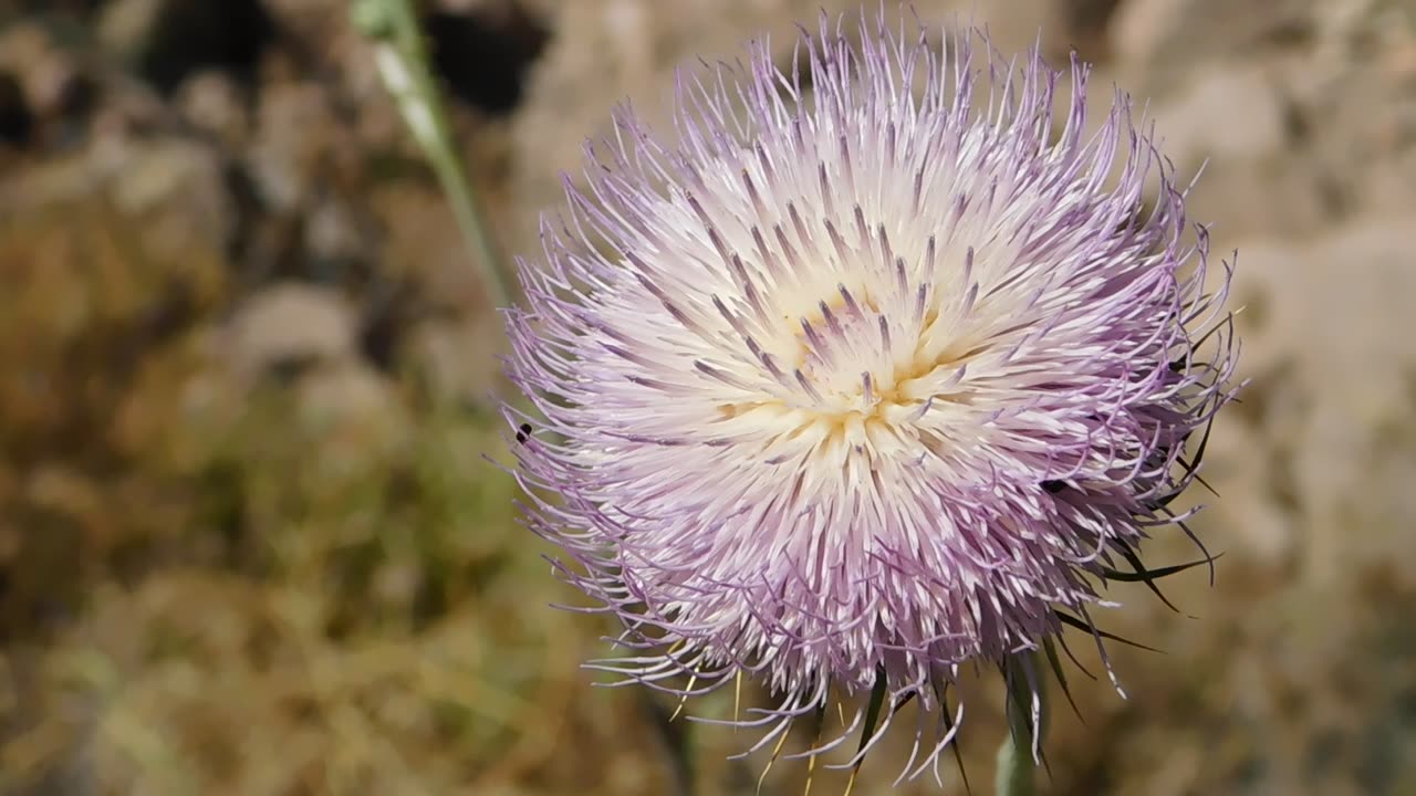 Wild Desert Thistle