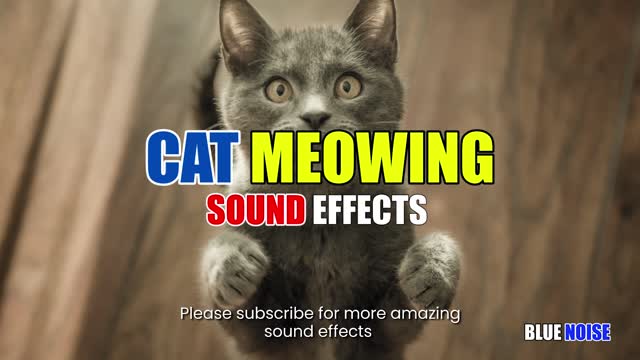 Cat loud meows sound effect