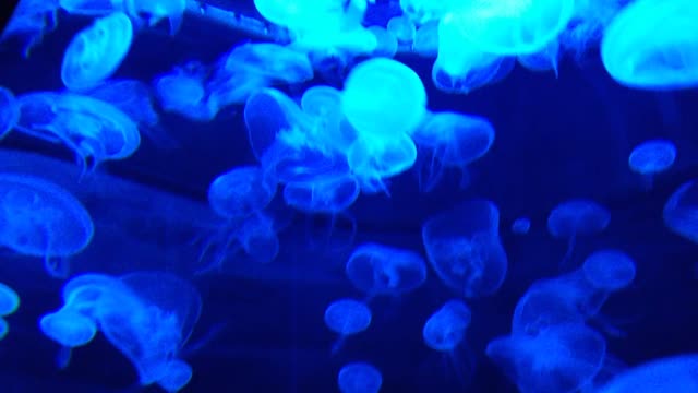 Lots of jellyfish, beautiful beaches, swimming in the depths of the sea HD