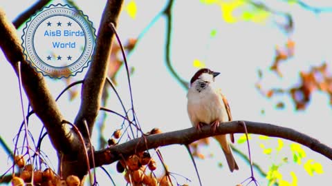 Tree Sparrow on a beautiful tree chirping