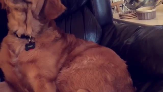 Golden dog sitting down on sofa yawning