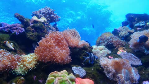 beatuful view of fishes underwater