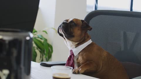 Big surprise from dog owner for picking them up for office and playing manager