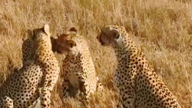 group of cheetahs