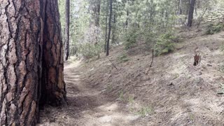 Hiking Through a Pine Forest – Black Butte Trail – Deschutes National Forest – Central Oregon – 4K