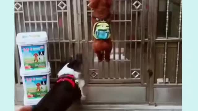 Cute funny dogs ,pets