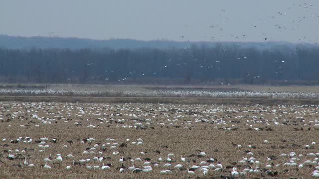 Snow Geese Migration - I Would Cross The Ocean