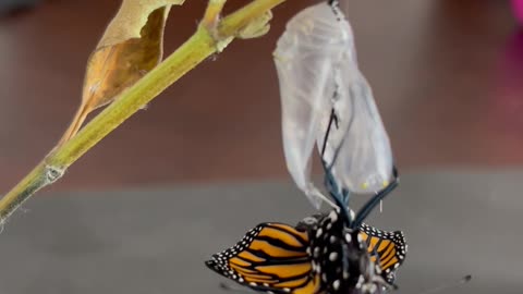 monarch eclosing