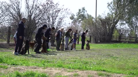 Modern Dog Training - Cali K9® Dog Training - Advanced Leadership System for Dogs