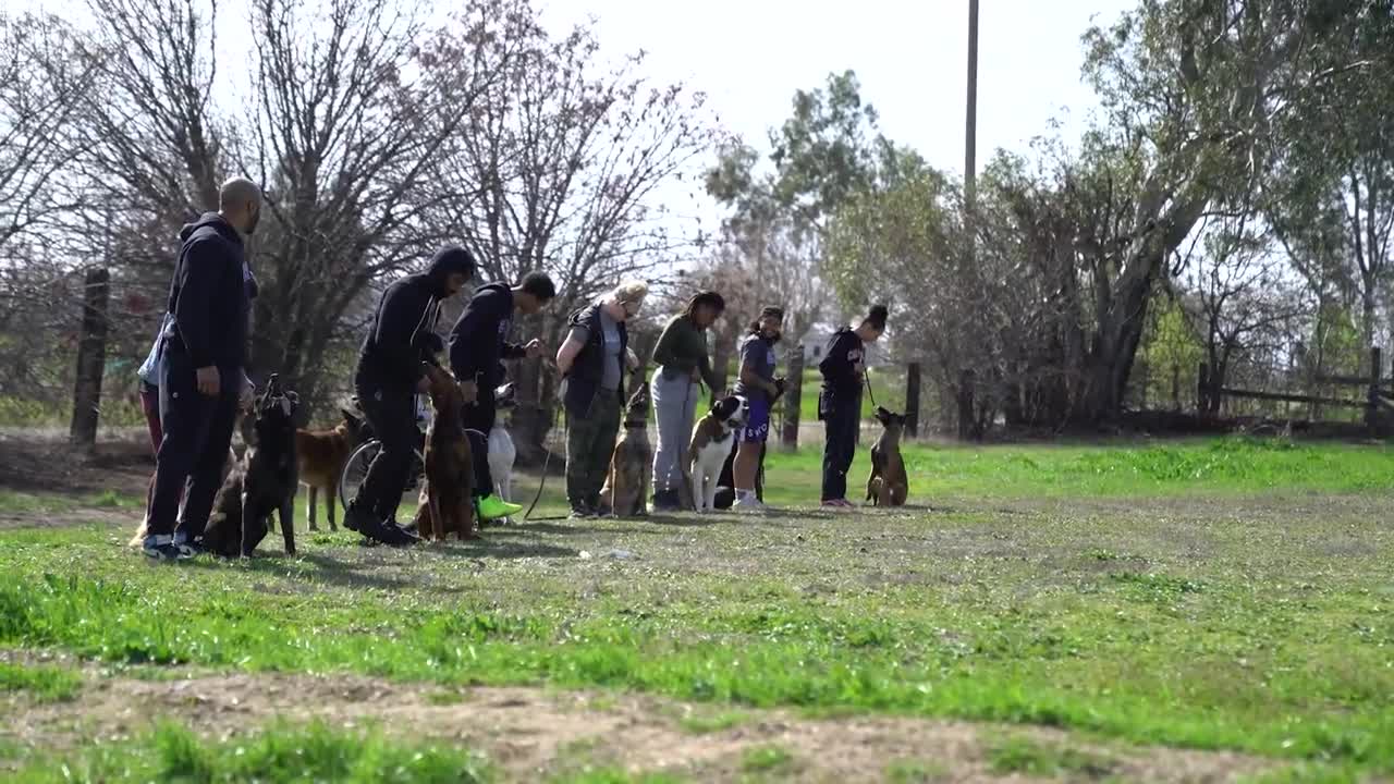 Modern Dog Training - Cali K9® Dog Training - Advanced Leadership System for Dogs