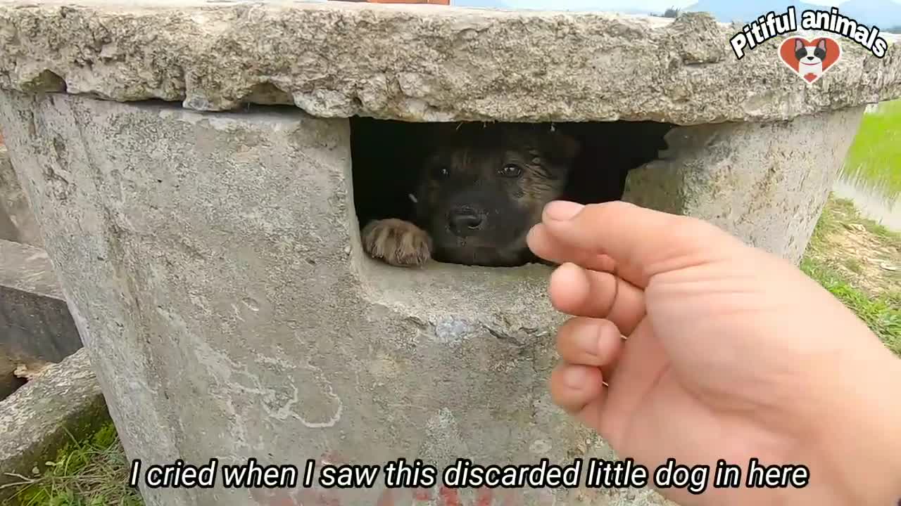 The Little Dog Thrown By The Owner