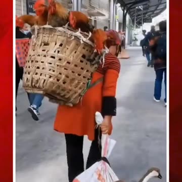 రైళ్లలో ప్రజలతోనే పందులు, మేకలు.. ఎక్కడంటే? #short #china #daliangshan #train | FBTV NEWS