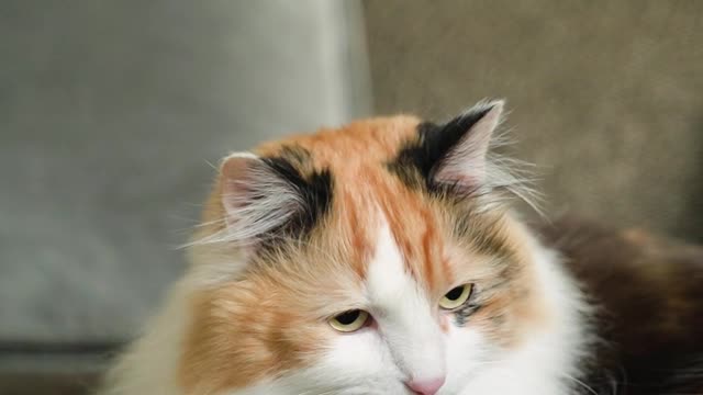 Person Feeding a Cat