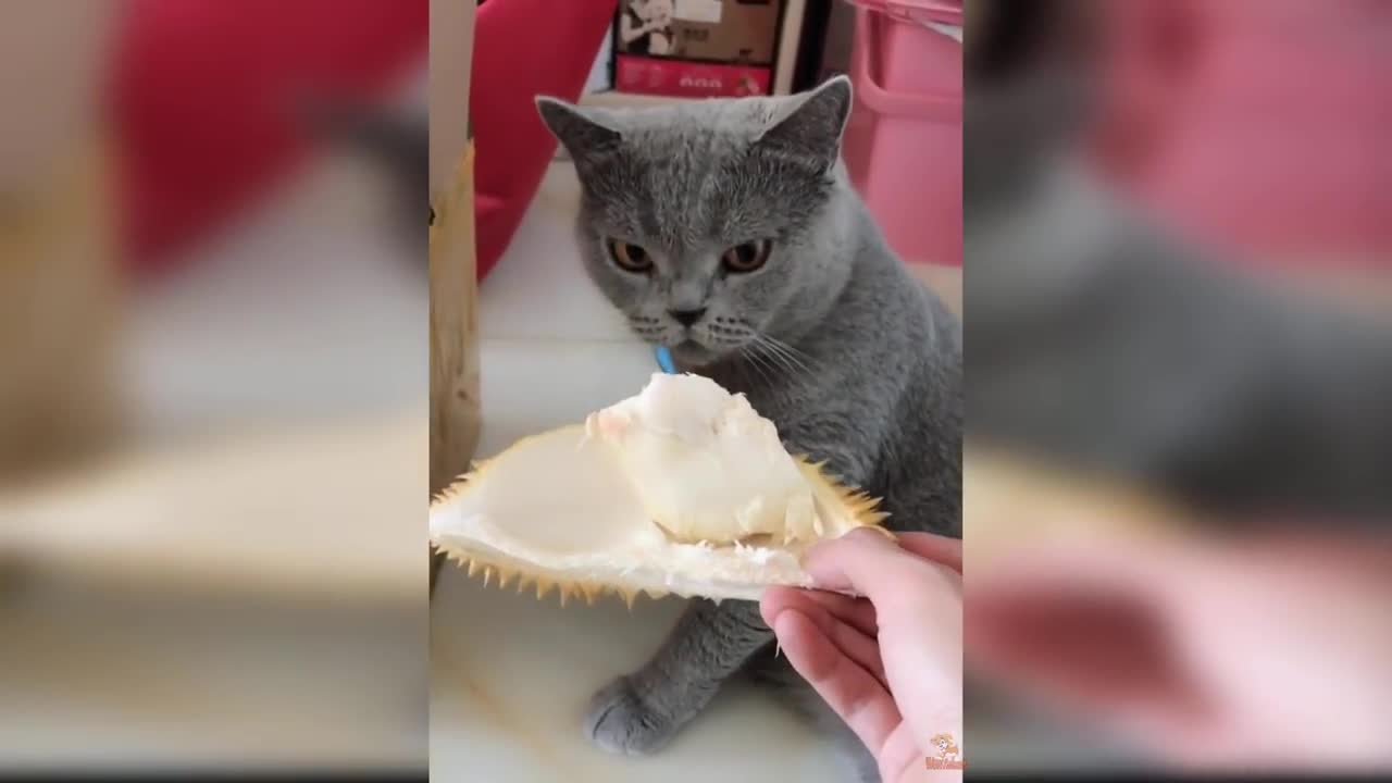 Funny Dogs and Cats Reaction to Smelling Durian