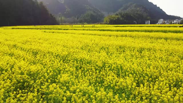 The sea of ​​rapeseed flowers is really beautiful