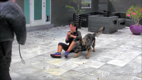 Guard dog training step by step