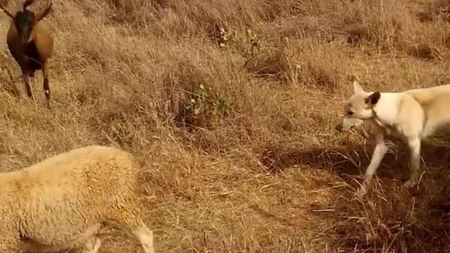 Pastoreio de cabras com a ajuda de cães