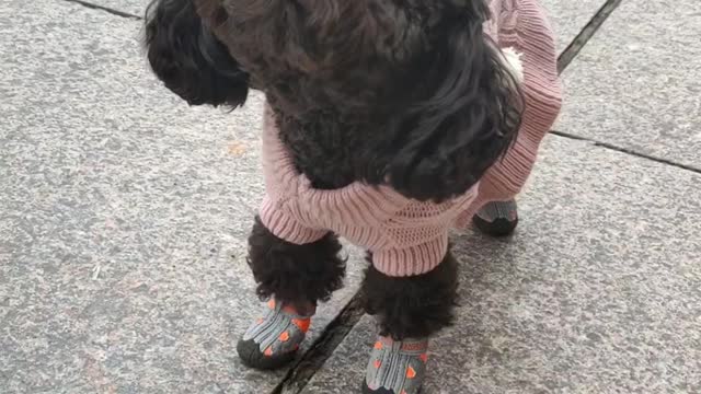 puppy