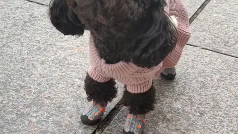 puppy