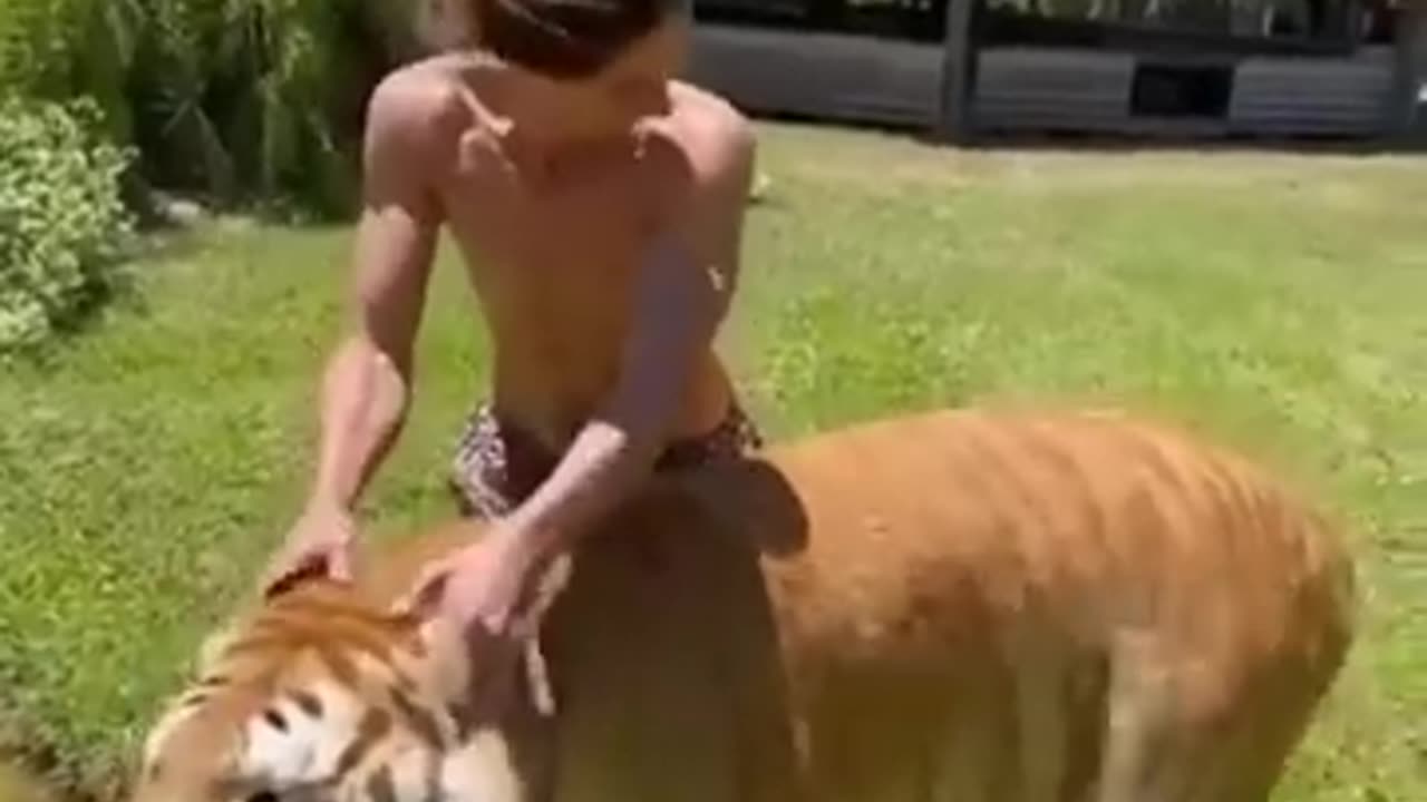 funny animal video