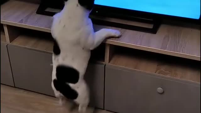 Funny dog video🤣watching tv show