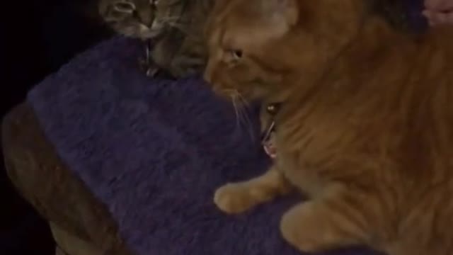 cats and dogs in fun times