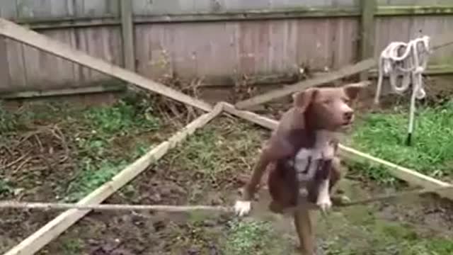 look at this dog... and start all over again.☝😀 funny videos