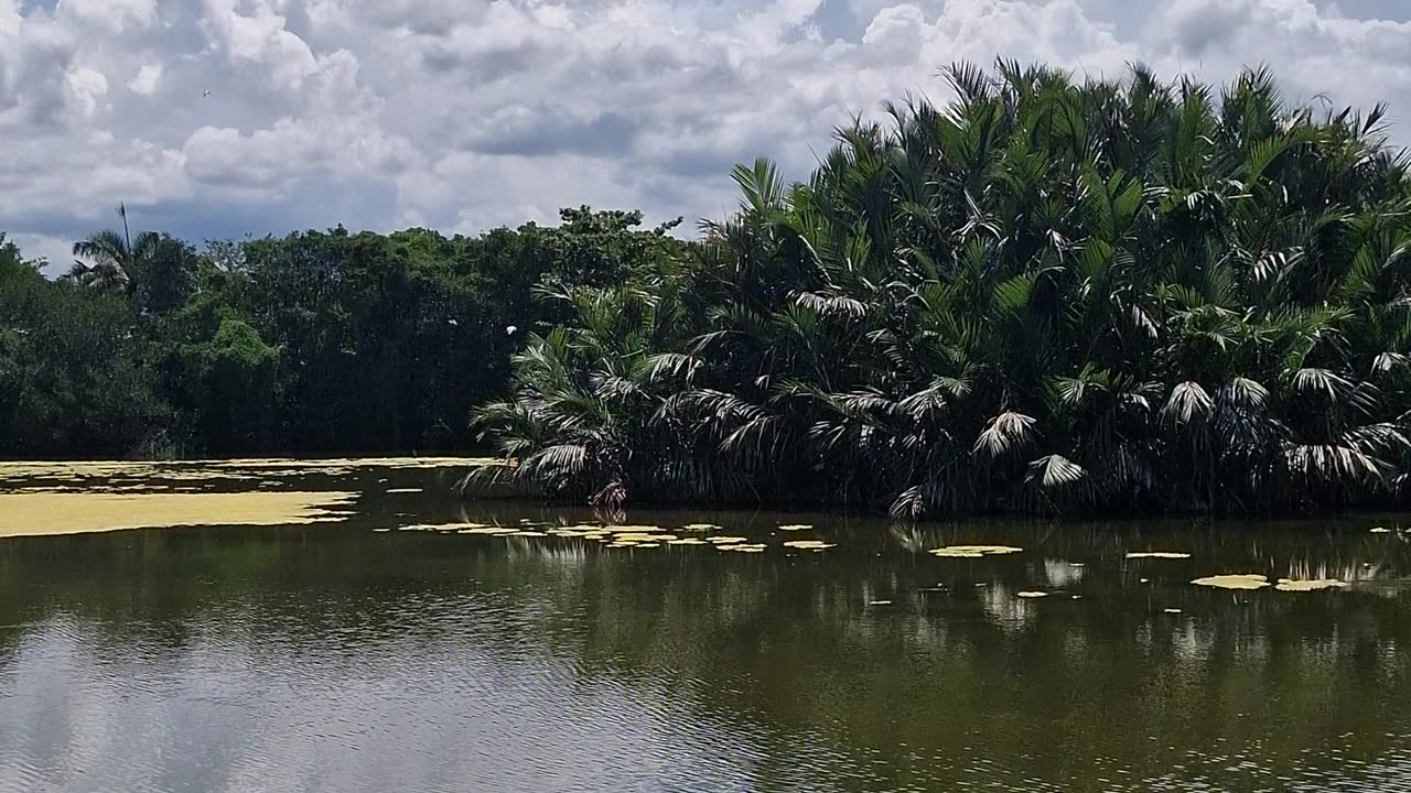 ZSCMST Bird Sanctuary, Zamboanga City, one of the best bird-watching sites in the Philippines.