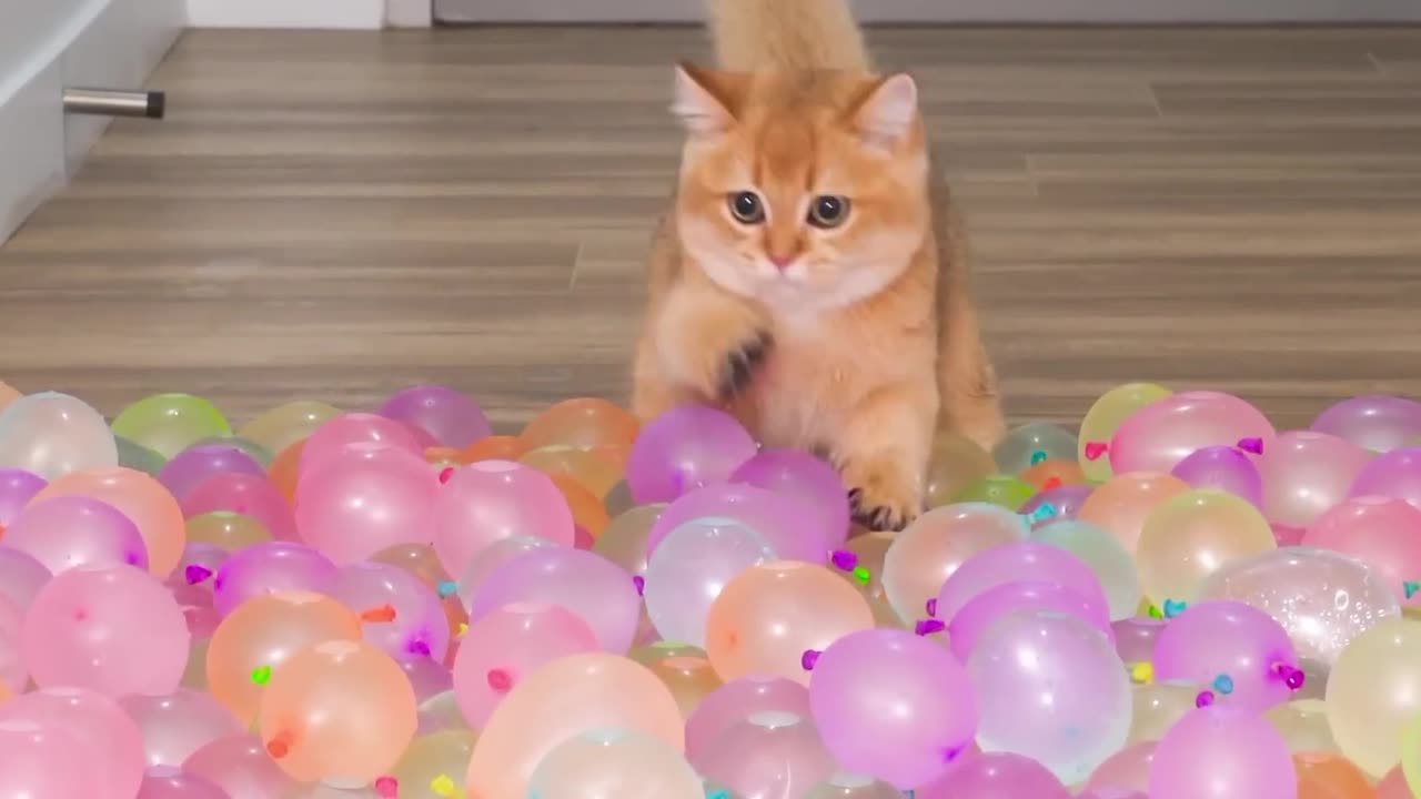 Can Cats 🐈Wallk On Water 💦 Balloon🎈 Floor.