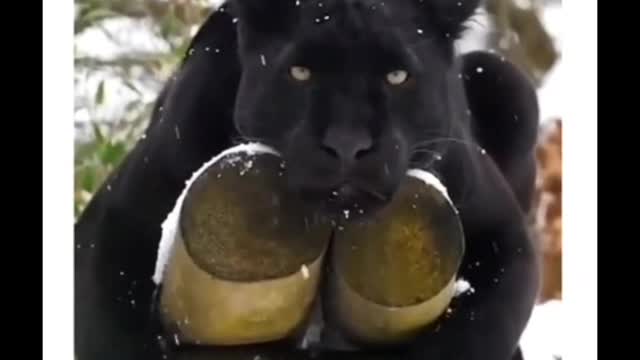 Black panther