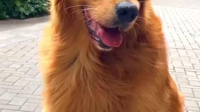 Lovely Dog (01)