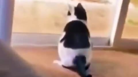 VERY ANIMAL FUNNY VIDEO 😂🤣🤣🤣😍