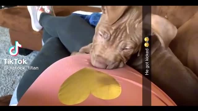Pup getting kicked by the baby in the belly
