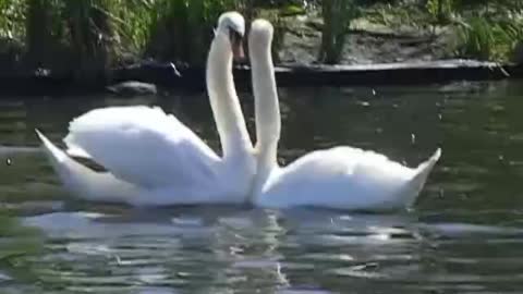 Love birds Dancing