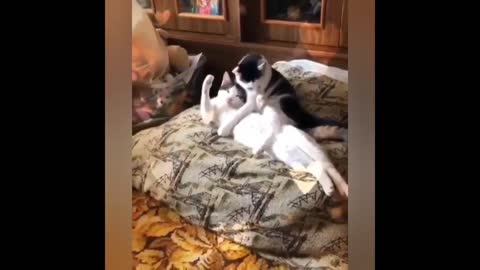 Best video of funny cats 1