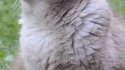 funny cat in distraction ︷