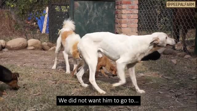 Dog rescue story dog rescued after explosive blew up his mouth