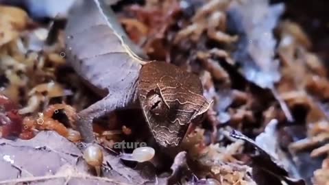 Transparent Animals